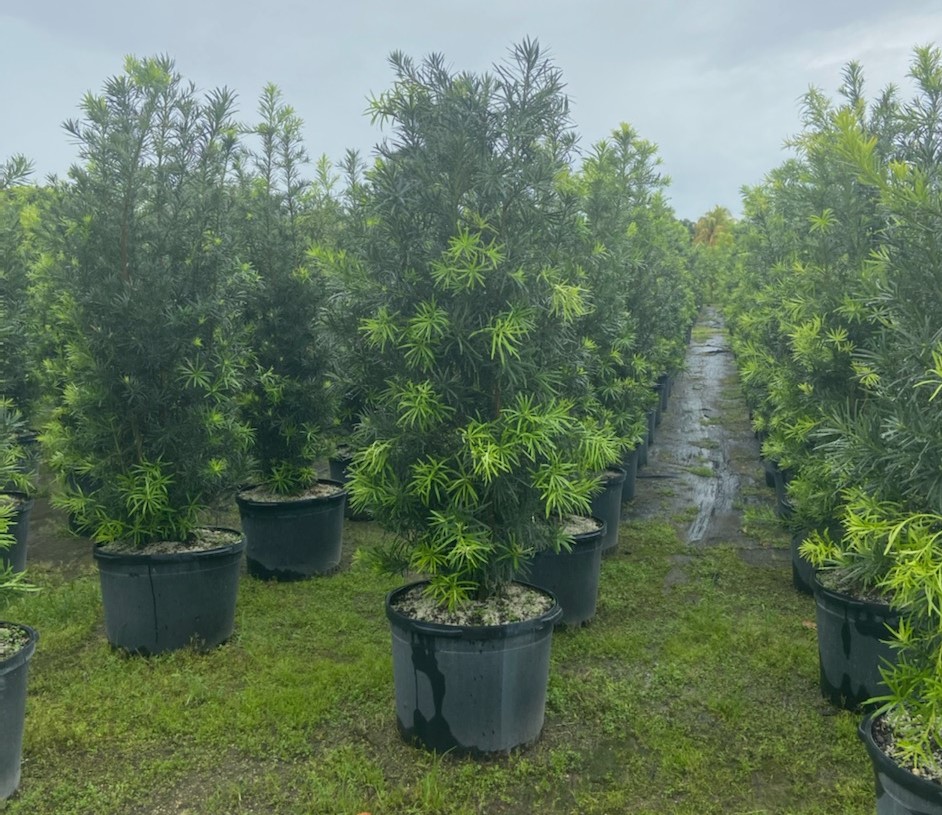 podocarpus-macrophyllus-japanese-yew