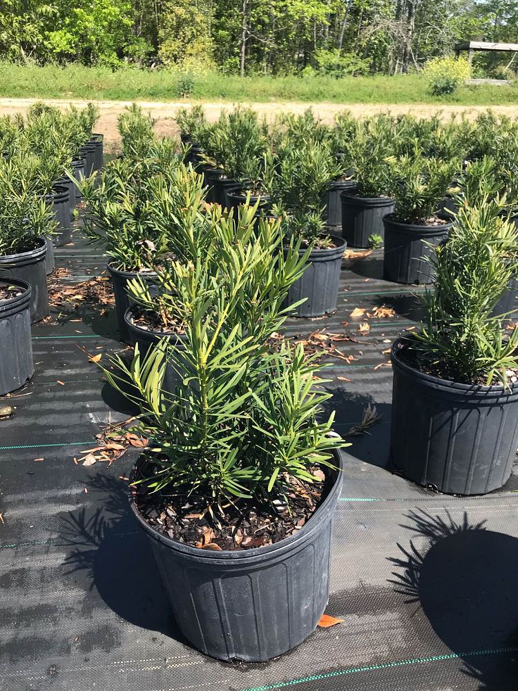 podocarpus-macrophyllus-japanese-yew