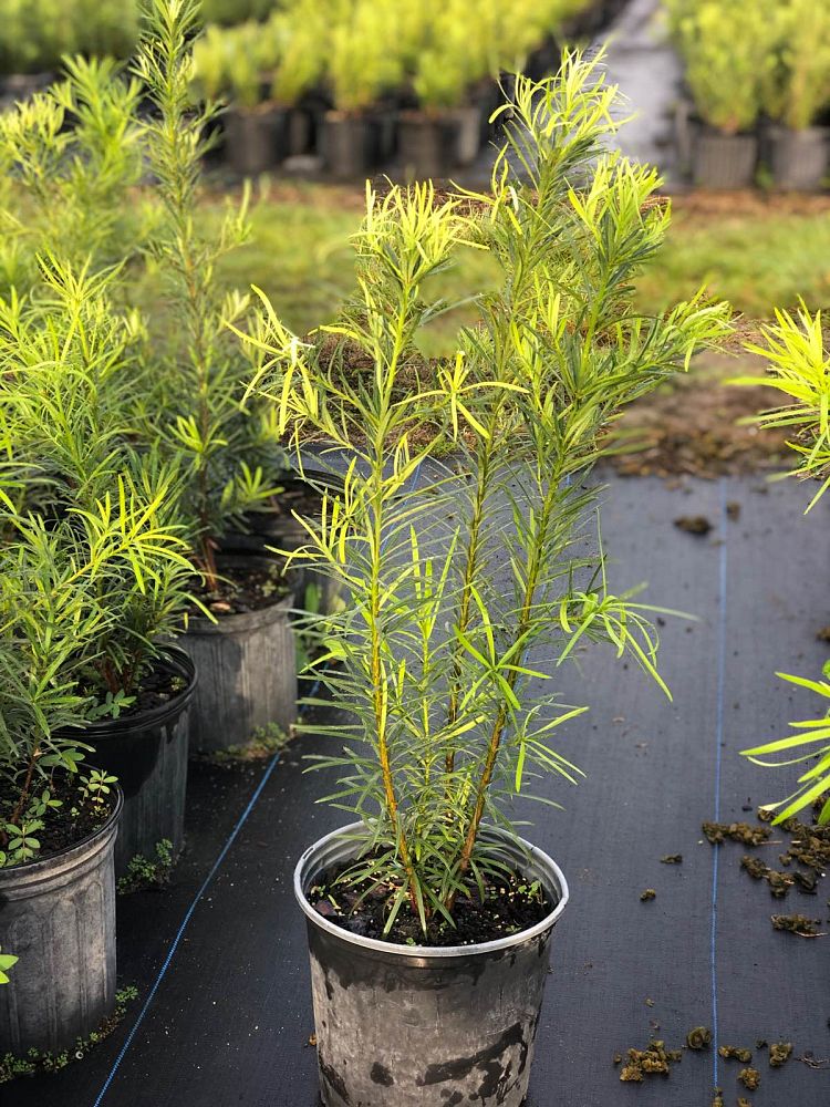podocarpus-macrophyllus-japanese-yew