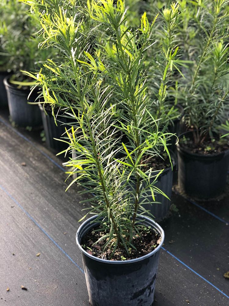 podocarpus-macrophyllus-japanese-yew