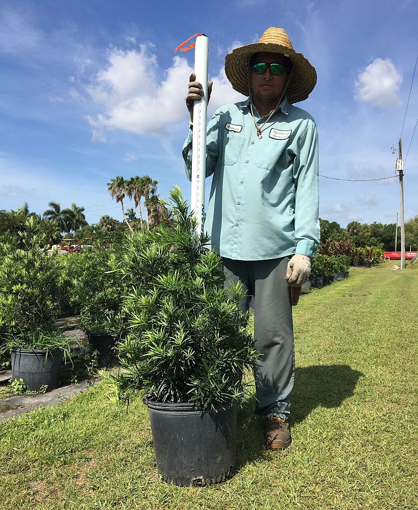 podocarpus-macrophyllus-japanese-yew