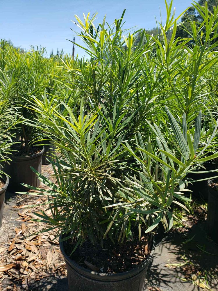 podocarpus-macrophyllus-japanese-yew