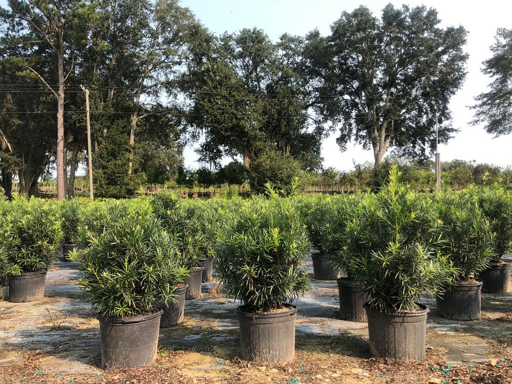 podocarpus-macrophyllus-japanese-yew