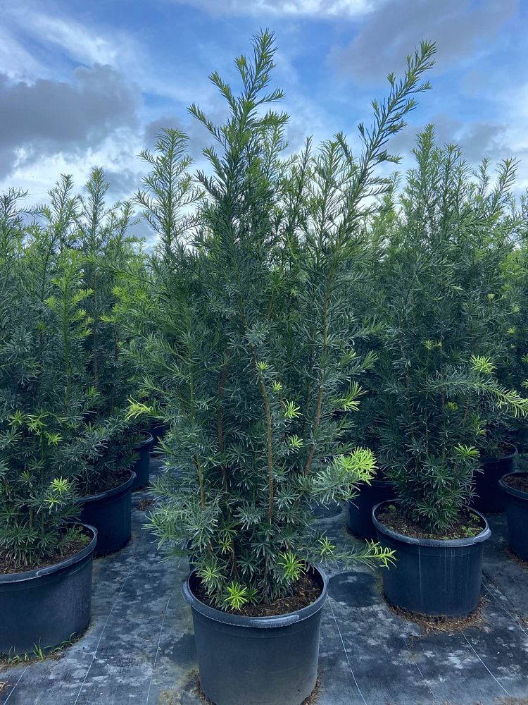 podocarpus-macrophyllus-japanese-yew