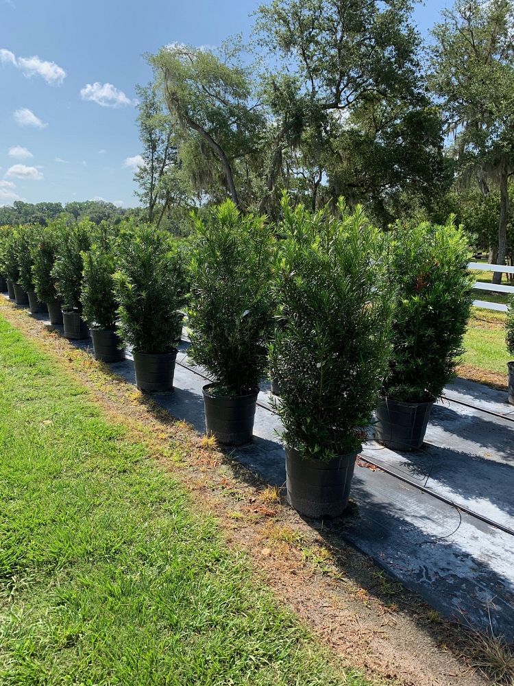 podocarpus-macrophyllus-japanese-yew