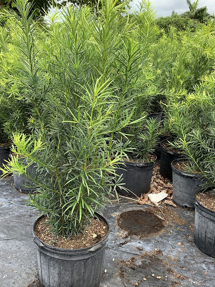 podocarpus-macrophyllus-japanese-yew