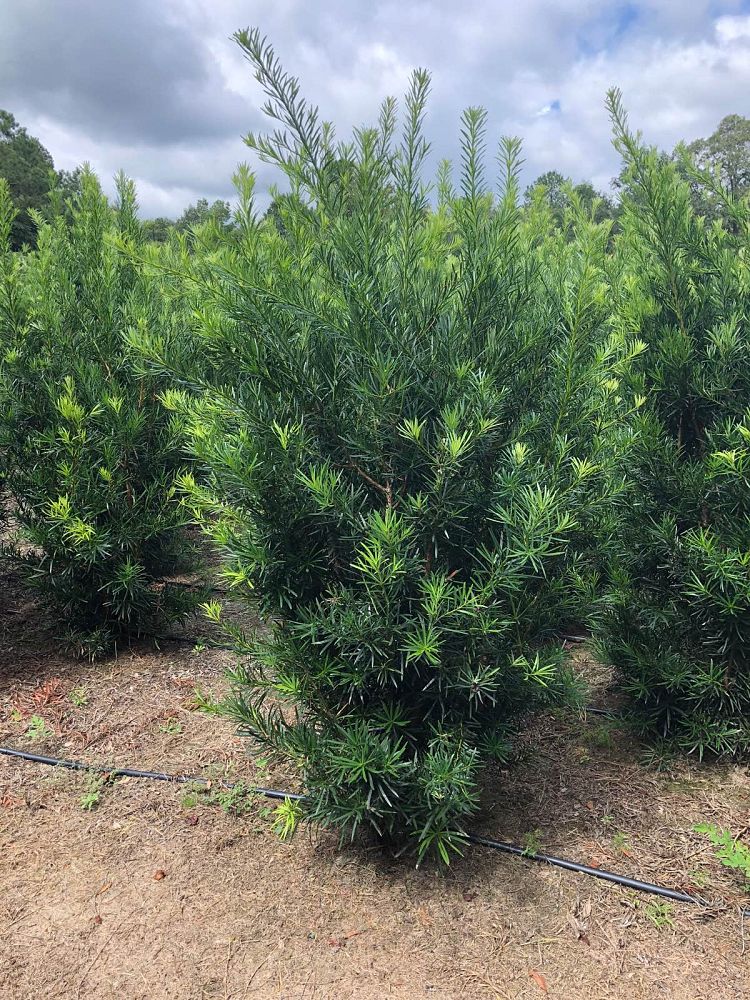 podocarpus-macrophyllus-japanese-yew