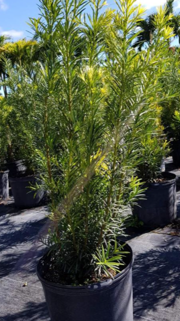 podocarpus-macrophyllus-japanese-yew