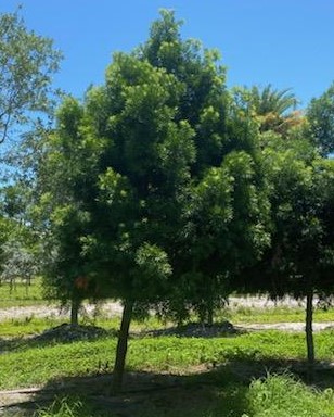 podocarpus-macrophyllus-japanese-yew