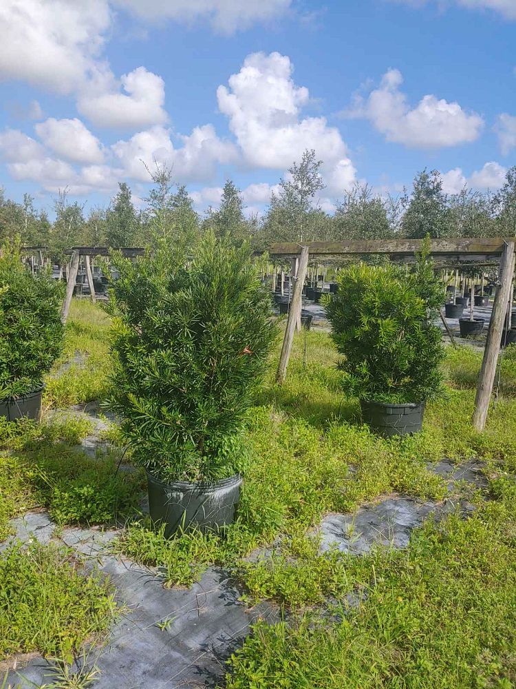 podocarpus-macrophyllus-japanese-yew
