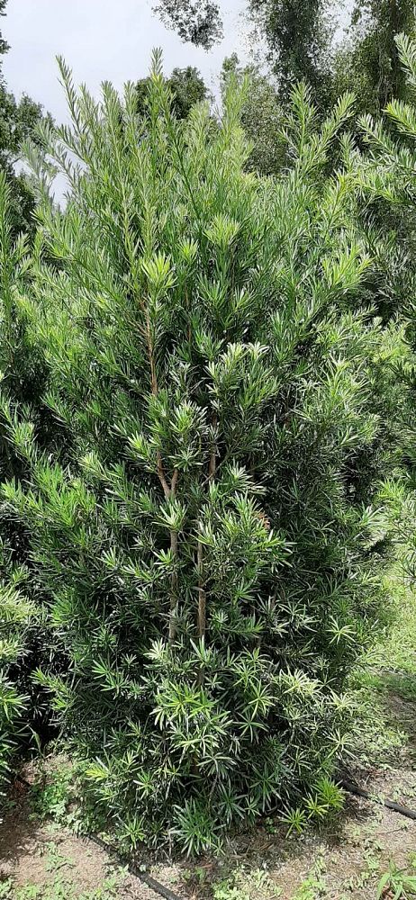 podocarpus-macrophyllus-japanese-yew