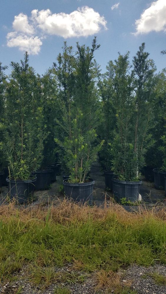 podocarpus-macrophyllus-japanese-yew