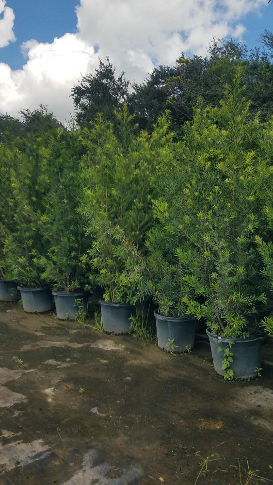 podocarpus-macrophyllus-japanese-yew