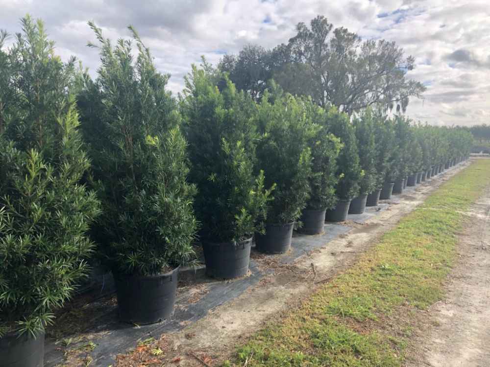 podocarpus-macrophyllus-japanese-yew