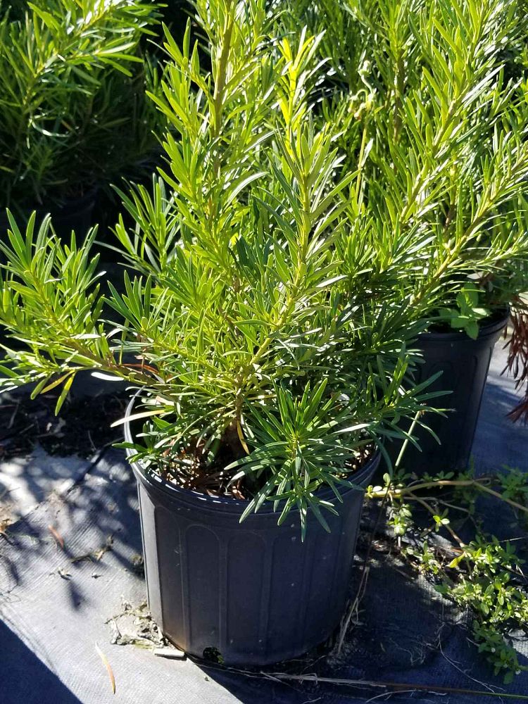 podocarpus-macrophyllus-japanese-yew
