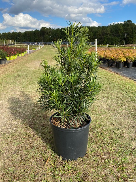 podocarpus-macrophyllus-japanese-yew