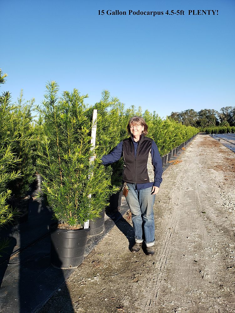 podocarpus-macrophyllus-japanese-yew