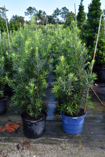 podocarpus-macrophyllus-japanese-yew