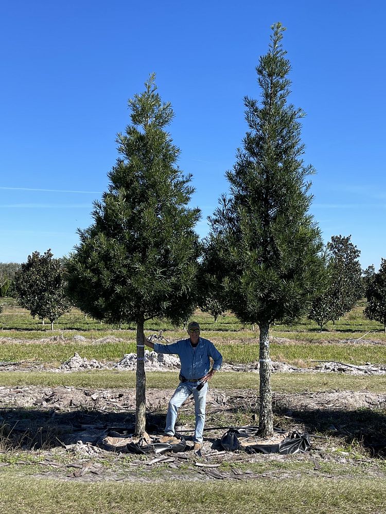 podocarpus-macrophyllus-japanese-yew