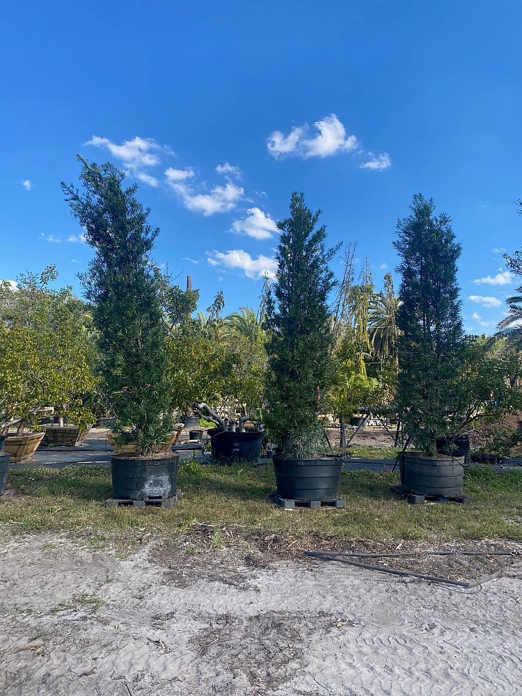 podocarpus-macrophyllus-japanese-yew