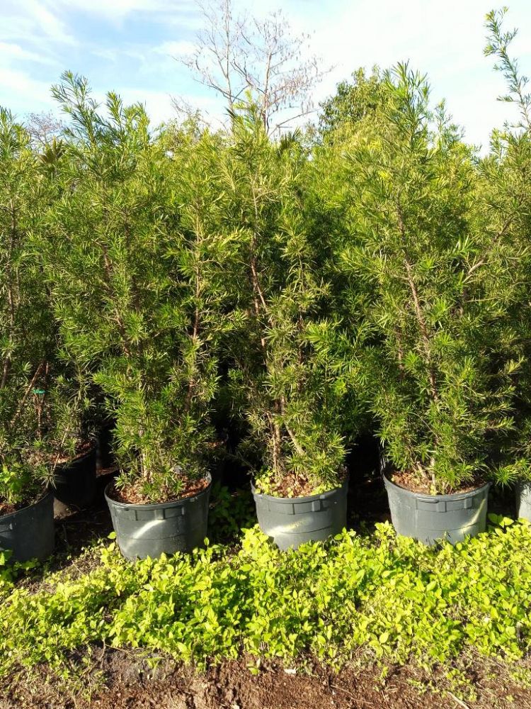 podocarpus-macrophyllus-japanese-yew