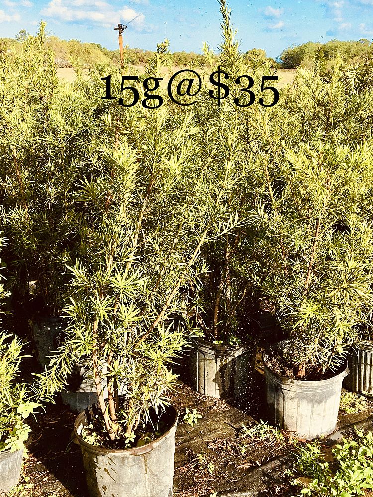 podocarpus-macrophyllus-japanese-yew