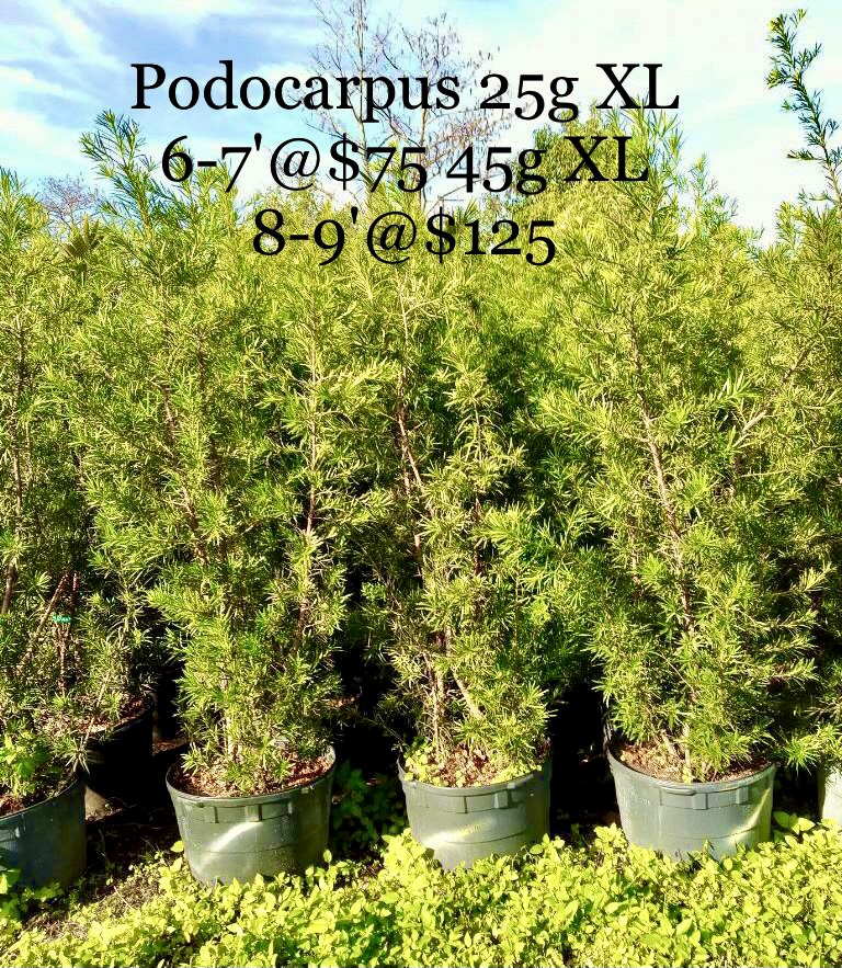 podocarpus-macrophyllus-japanese-yew