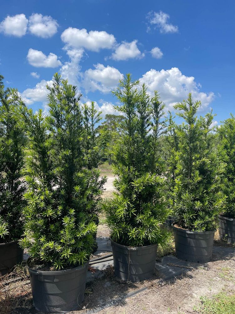 podocarpus-macrophyllus-japanese-yew