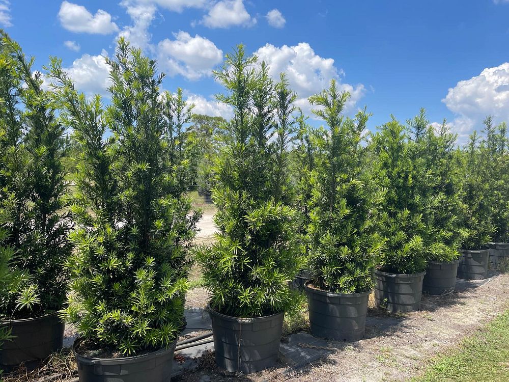 podocarpus-macrophyllus-japanese-yew