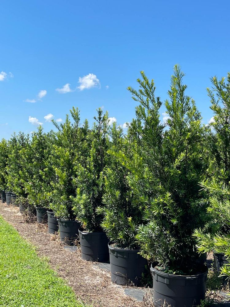 podocarpus-macrophyllus-japanese-yew
