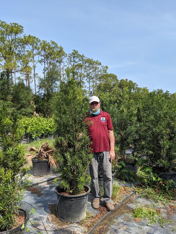 podocarpus-macrophyllus-japanese-yew