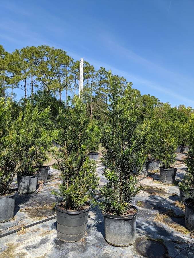 podocarpus-macrophyllus-japanese-yew