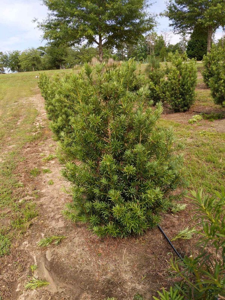 podocarpus-macrophyllus-japanese-yew