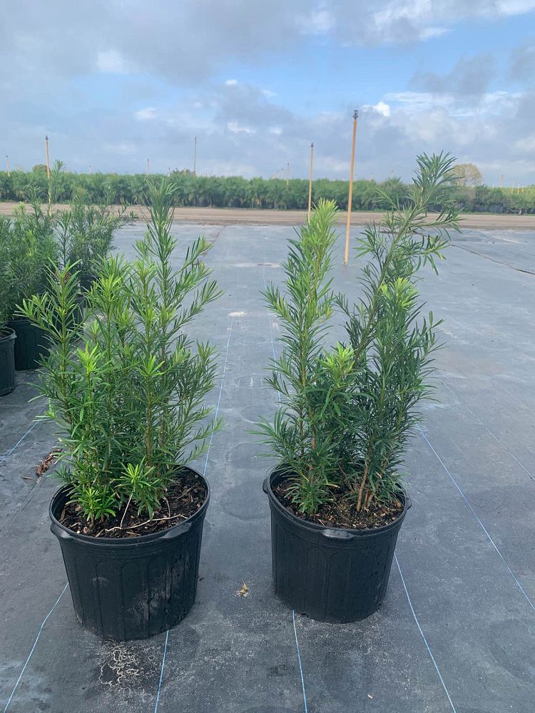 podocarpus-macrophyllus-japanese-yew