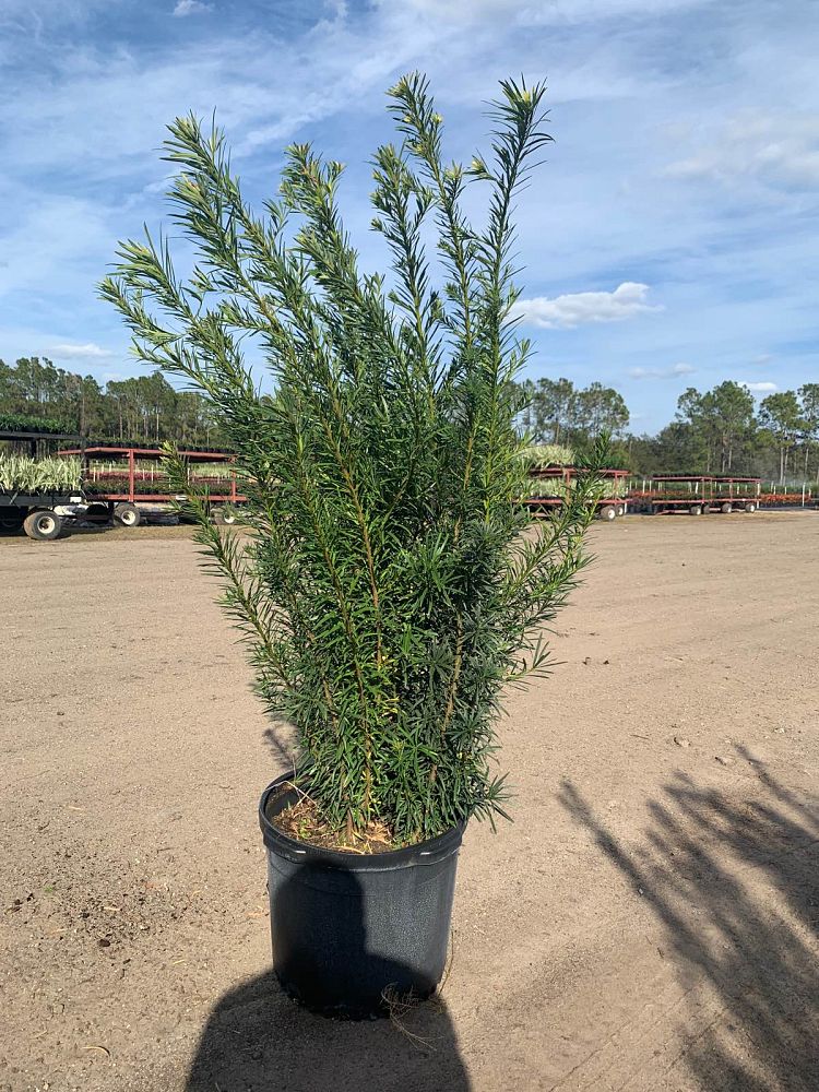 podocarpus-macrophyllus-japanese-yew
