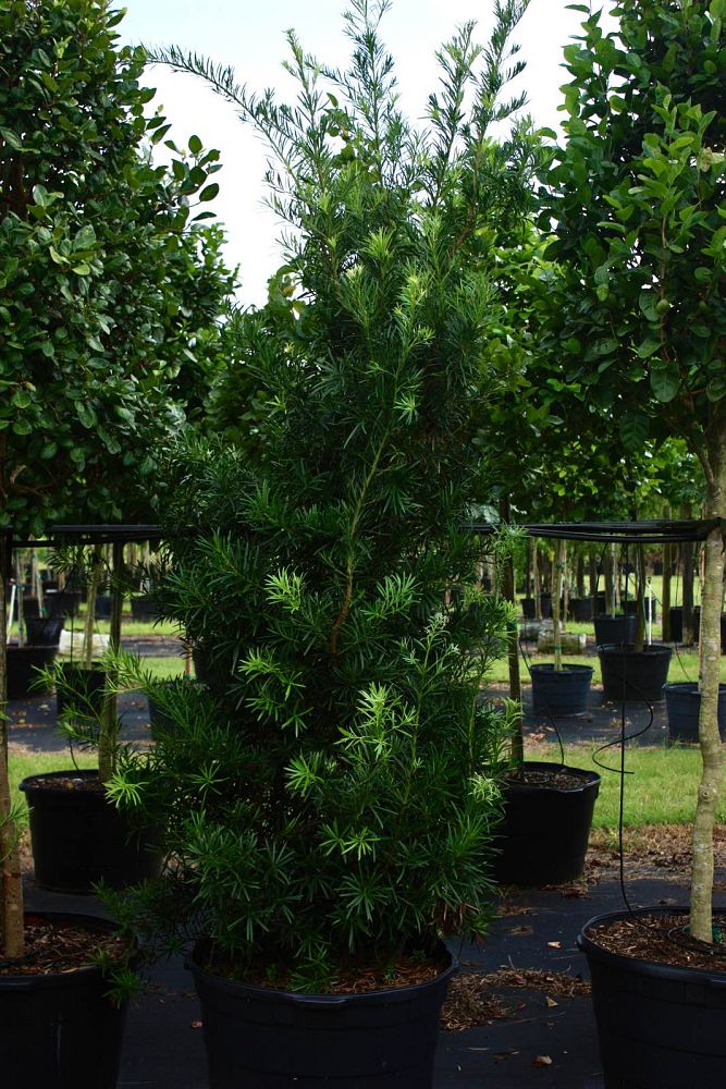 podocarpus-macrophyllus-japanese-yew