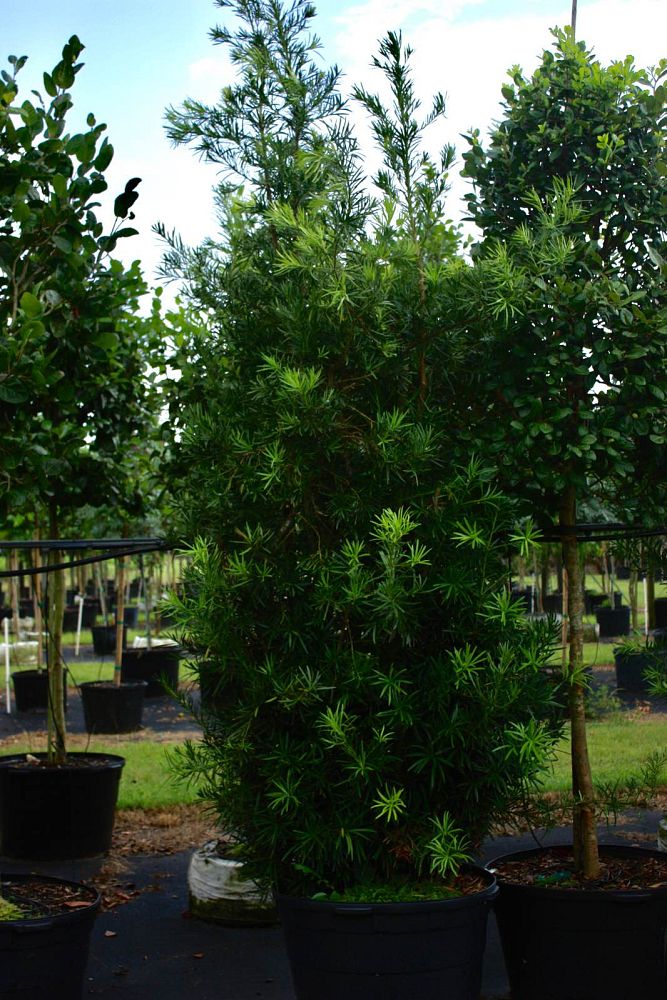 podocarpus-macrophyllus-japanese-yew