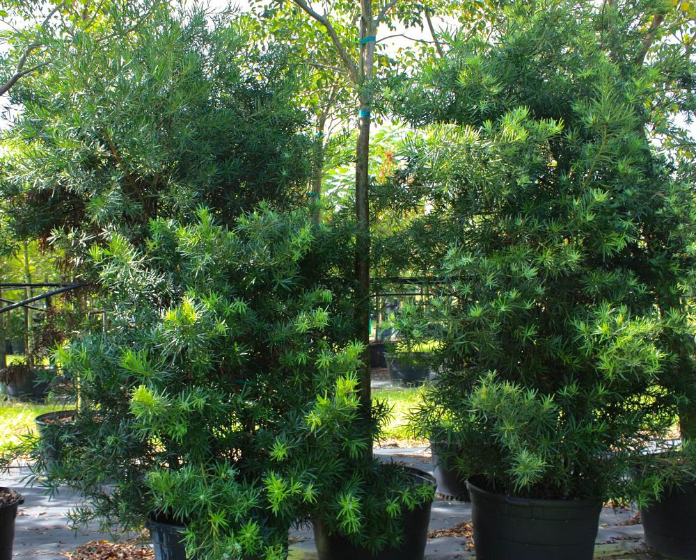 podocarpus-macrophyllus-japanese-yew