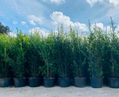 podocarpus-macrophyllus-japanese-yew