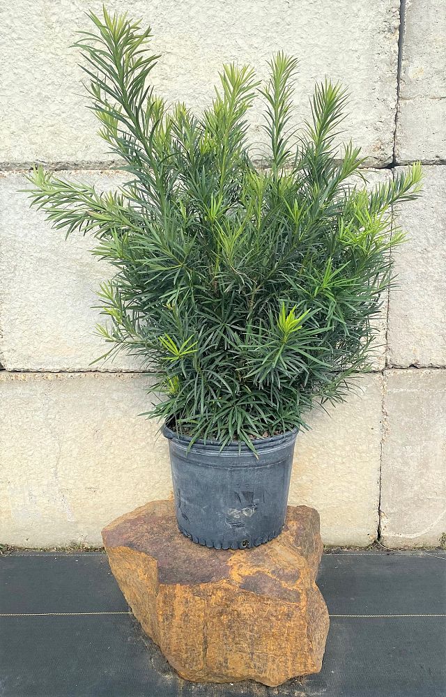 podocarpus-macrophyllus-japanese-yew