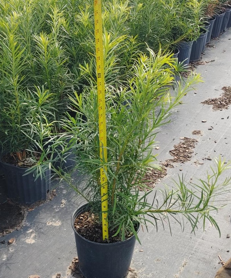 podocarpus-macrophyllus-japanese-yew
