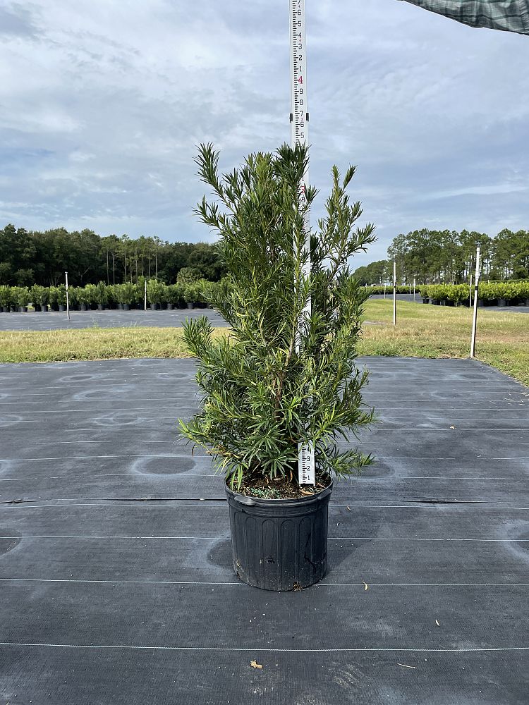 podocarpus-macrophyllus-japanese-yew