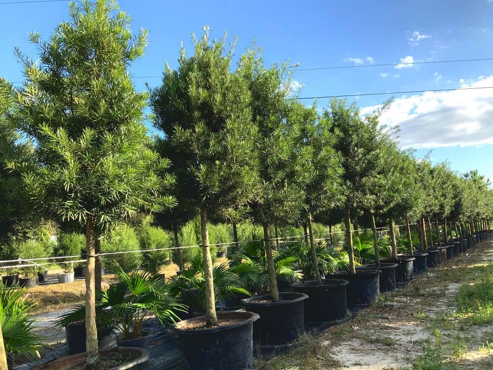 podocarpus-macrophyllus-japanese-yew