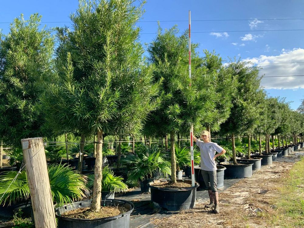 podocarpus-macrophyllus-japanese-yew