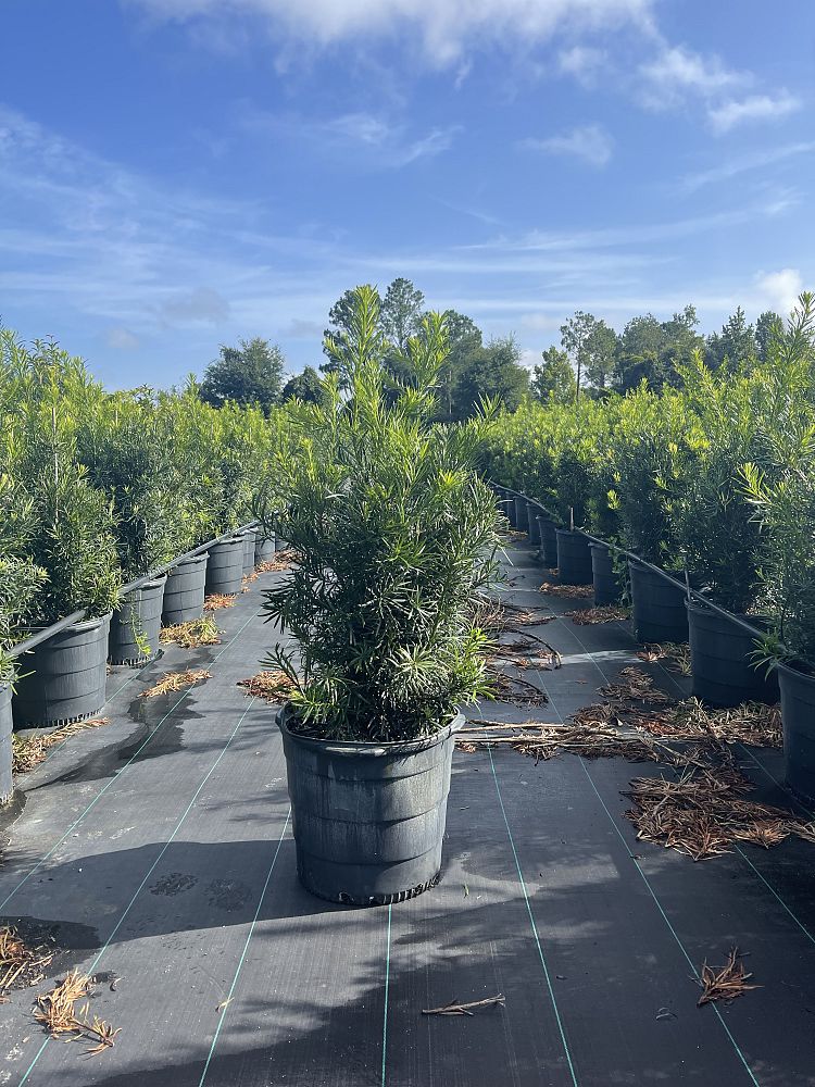 podocarpus-macrophyllus-japanese-yew