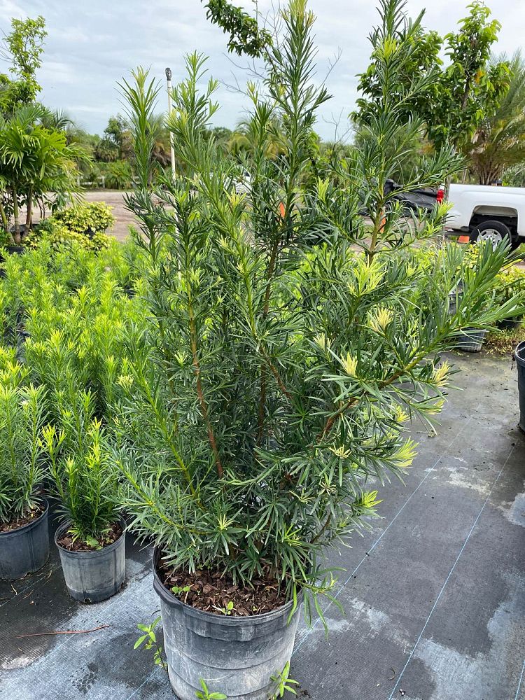 podocarpus-macrophyllus-japanese-yew