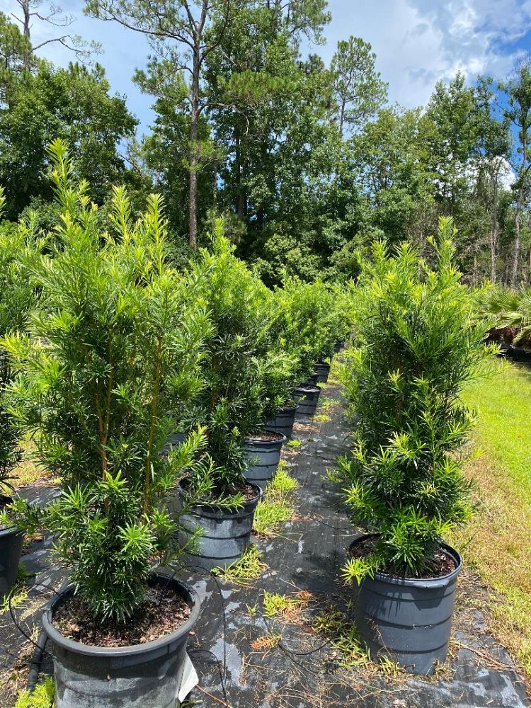 podocarpus-macrophyllus-japanese-yew