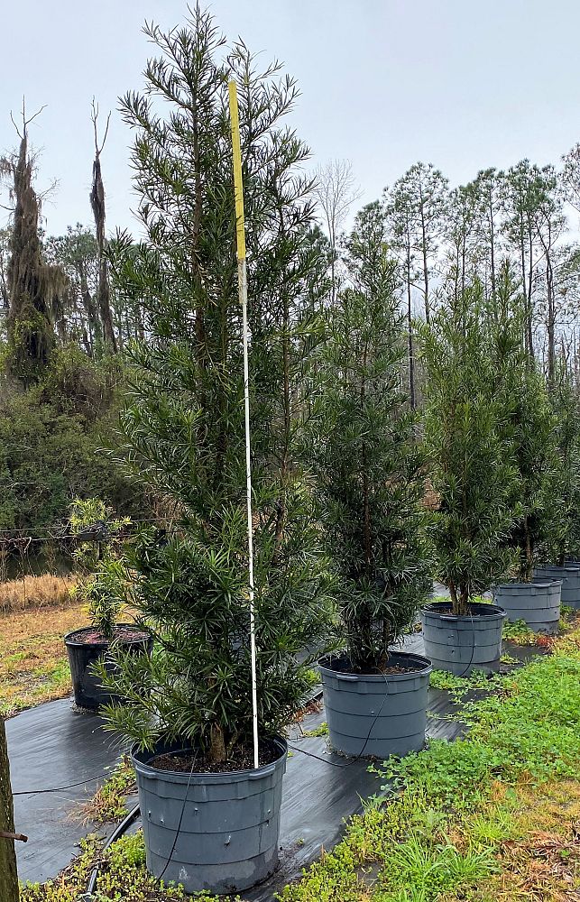 podocarpus-macrophyllus-japanese-yew