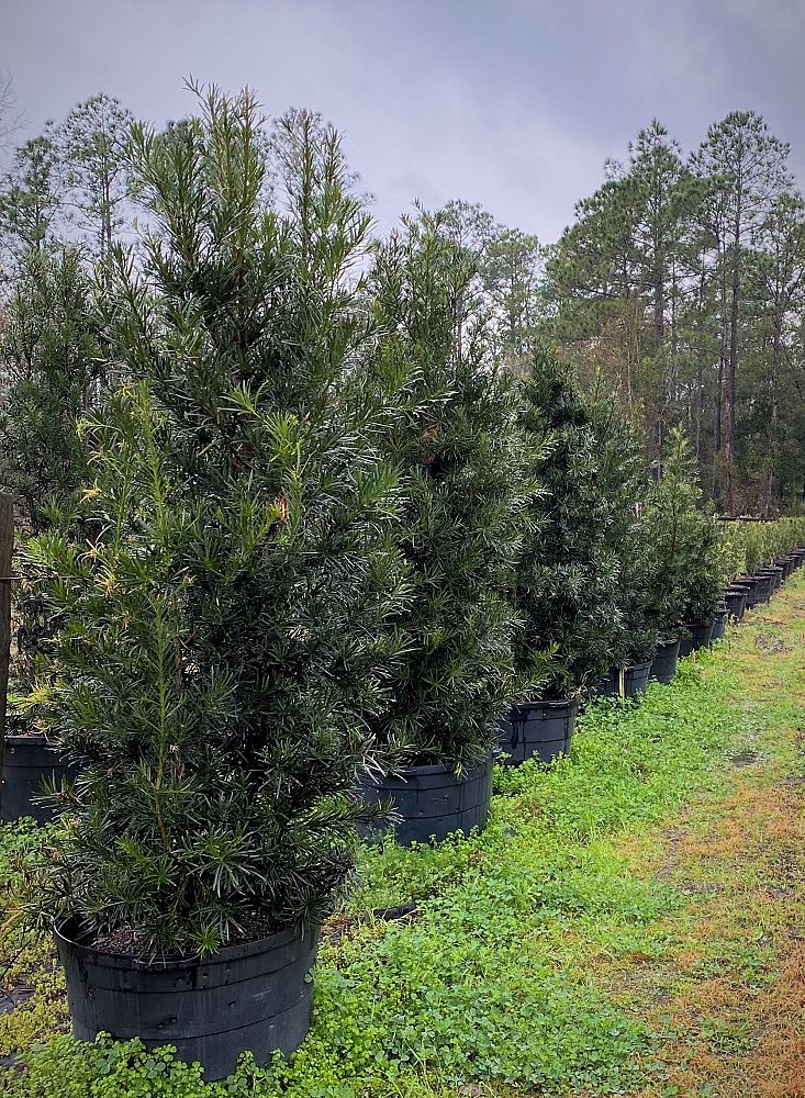 podocarpus-macrophyllus-japanese-yew