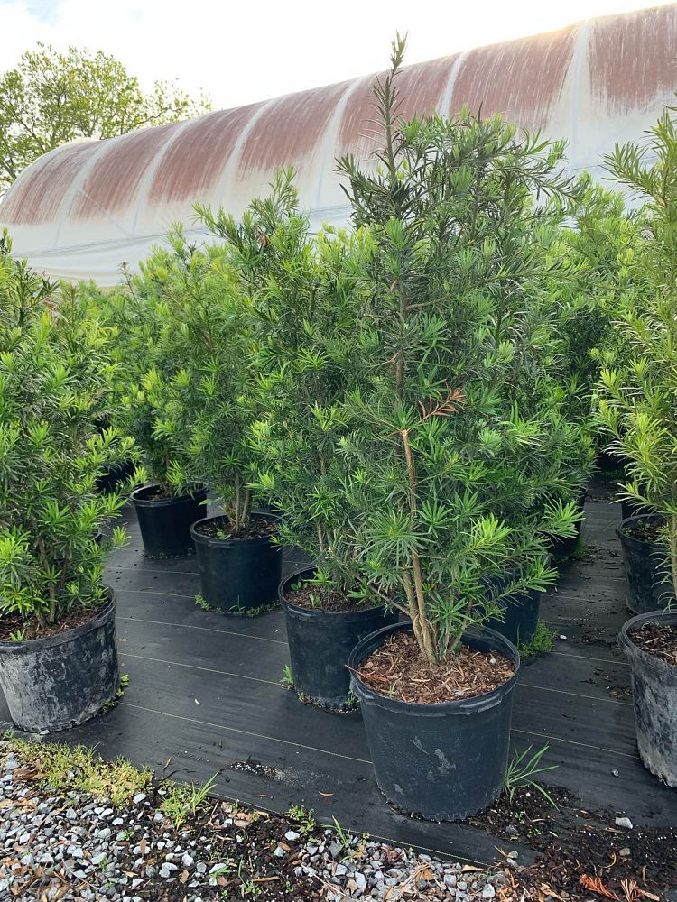 podocarpus-macrophyllus-japanese-yew